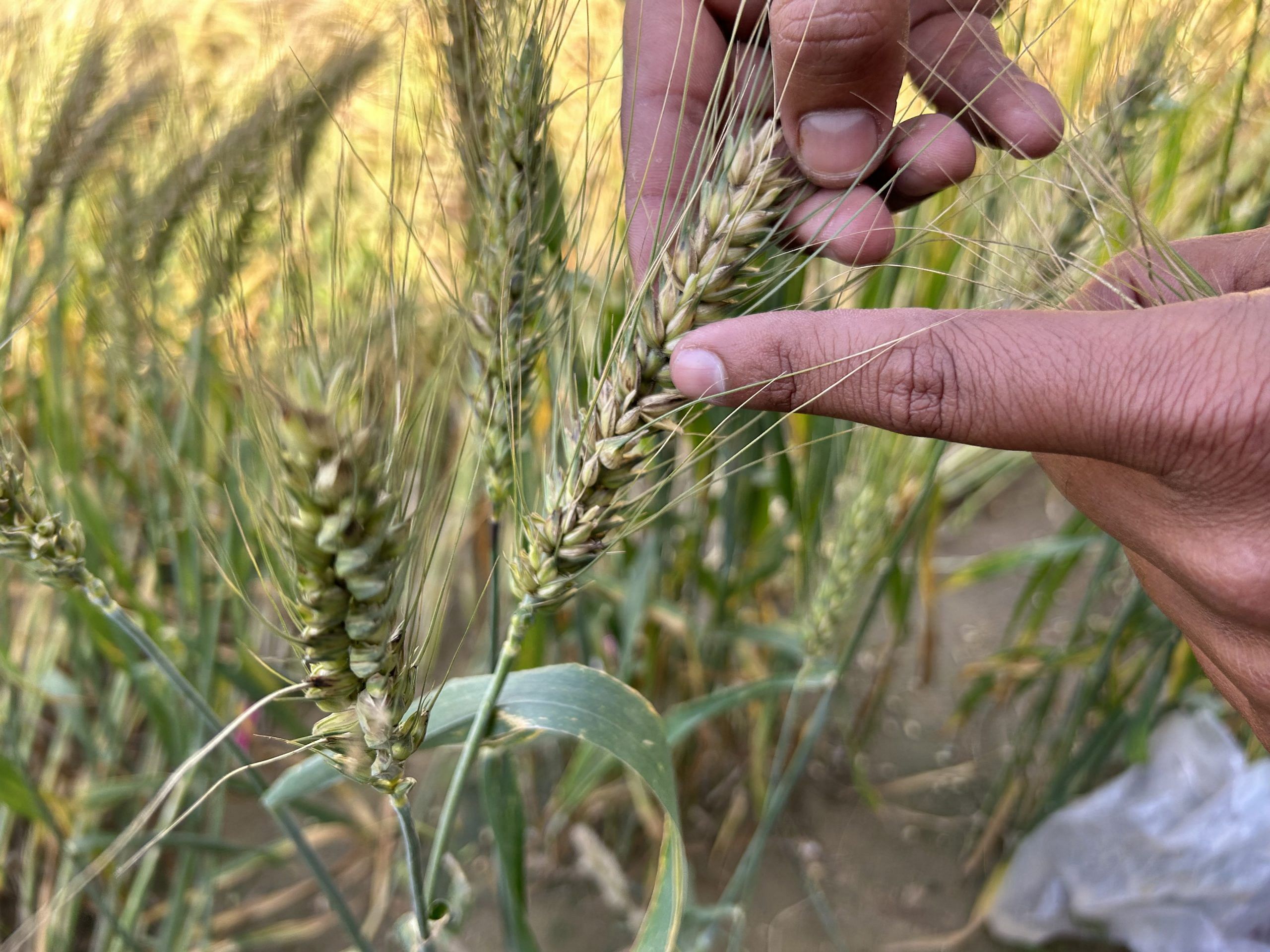 Farmers show shrivelled grains from the residual crop standing in the field | Photo: Nikhil Rampal | ThePrint