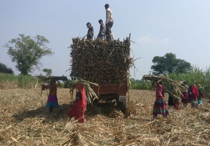Workers load harvested sugarcane onto a trailer in a field in Gove village in the western state of Maharashtra | Reuters file photo