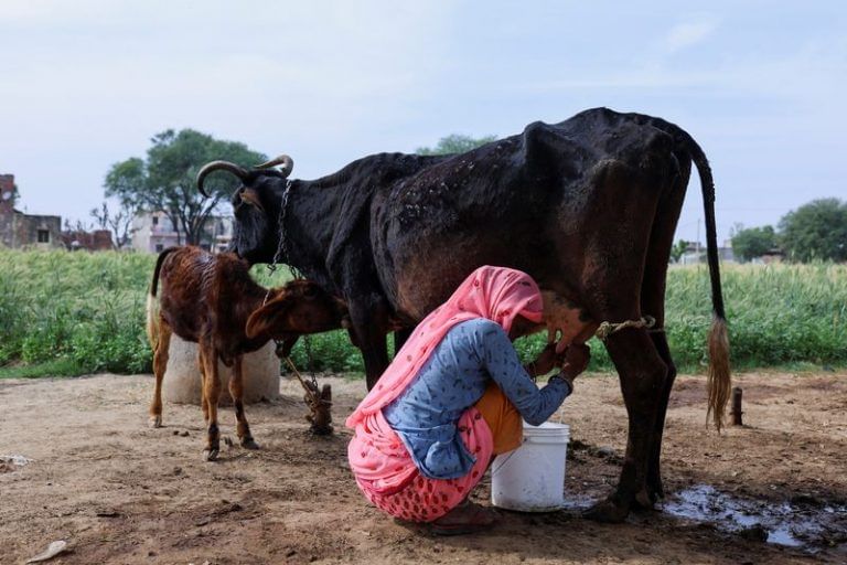 India’s milk imports soar as lumpy skin disease hits local cattle stock