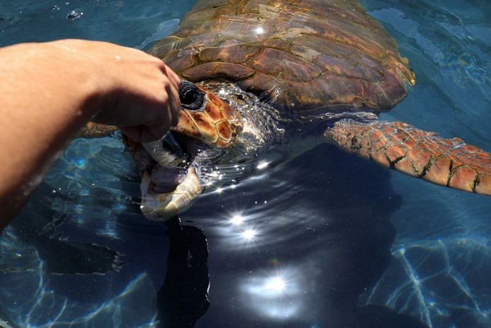 Marine biologist Ana Liria feeds a Caretta Caretta turtle at the Taliarte Wildlife Recovery Center, in the island of Gran Canaria, Spain on 20 March, 2023 | Reuters