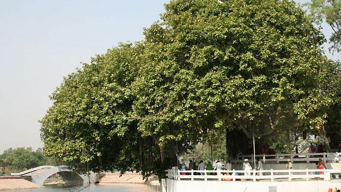 A banyan tree at Jyotisar, Kurukshetra | Commons