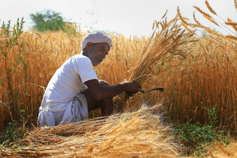 Food inflation below 6% but average Indian still hurting. What explains the disconnect