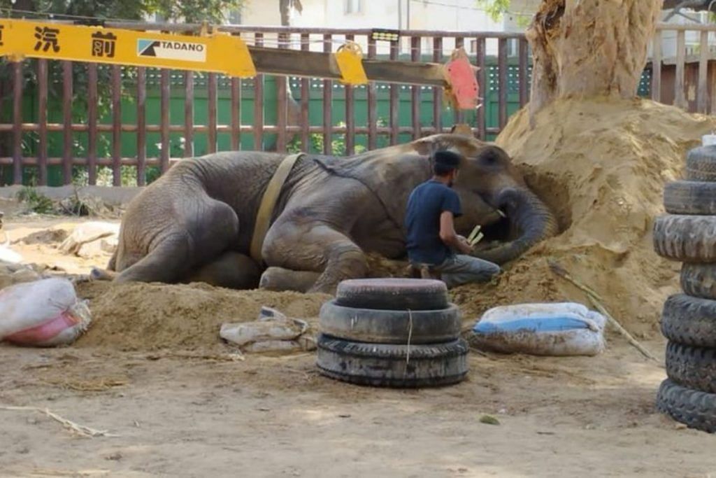 Noor Jehan, the ailing elephant at Karachi Zoo | Via Twitter