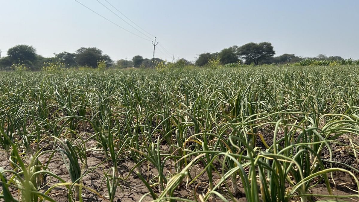 An onion field in Nashik | Fehmi Mohammed