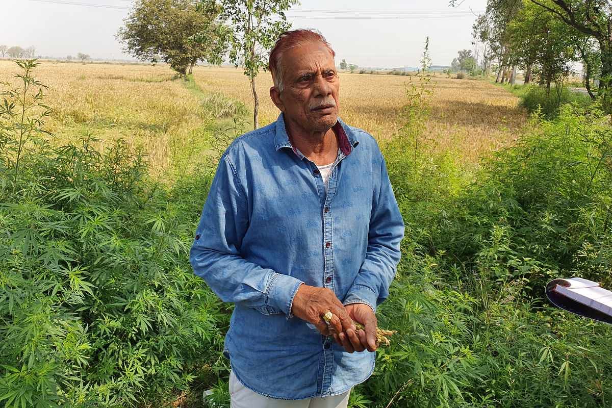 Farmer Shiv Kumar from Devarkhera village of Jhajjar in his field along Gurugram–Badli road | Sushil Manav | ThePrint