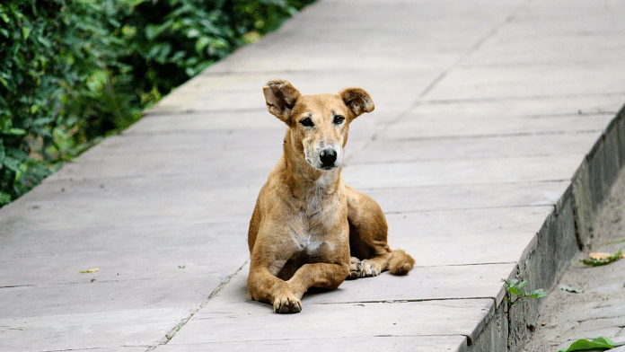 Representational image of a stray dog | Commons