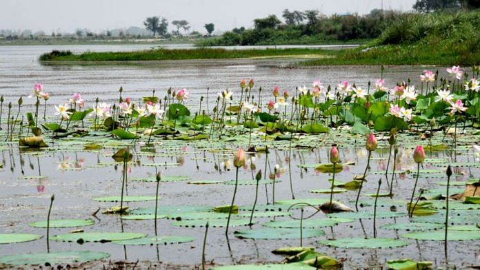 The Yamuna Biodiversity Park is presently spread over an area of approximately 457 acres near Wazirabad village on the western bank of the river | Photo: delhibiodiversityparks.org