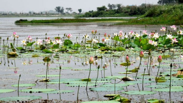 The Yamuna Biodiversity Park is presently spread over an area of approximately 457 acres near Wazirabad village on the western bank of the river | Photo: delhibiodiversityparks.org