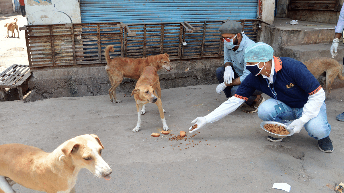 Street Dog Feeding  Stray Dog Feeding - POV
