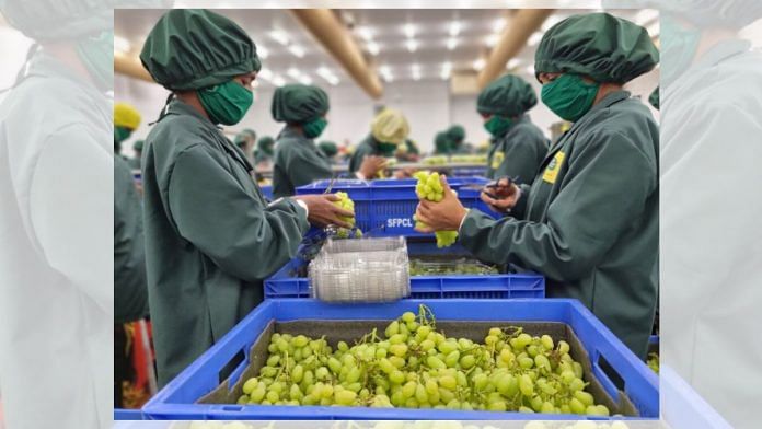 Workers at Sahyadri Farms’ warehouse packing grapes bound for Europe | credit: Fehmi Mohammed