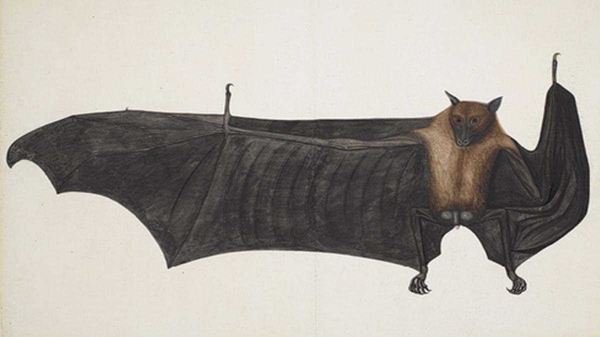 Bhawani Das' 'Male Fruit Bat' | William Dalrymple 