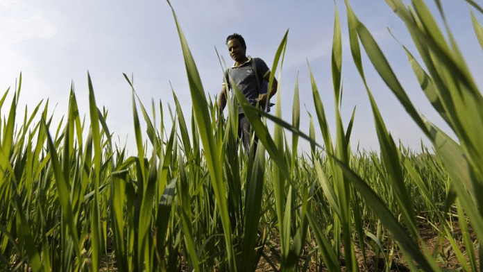 A farmer sprays pesticide in his wheat field on the outskirts of Ahmedabad | Reuters File Photo