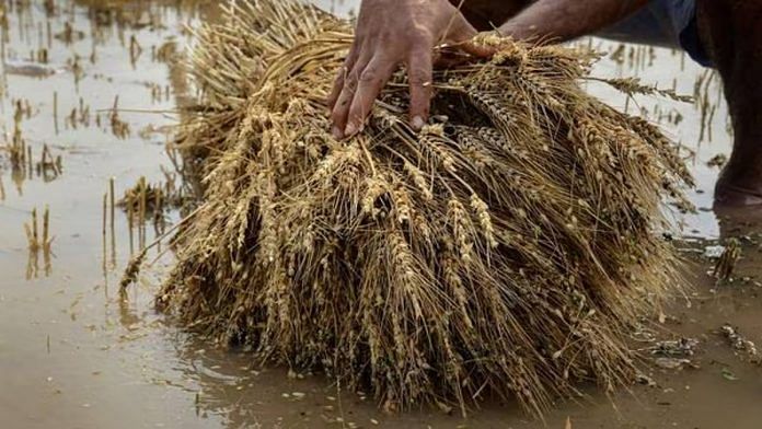 Haryana wheat farmers rain