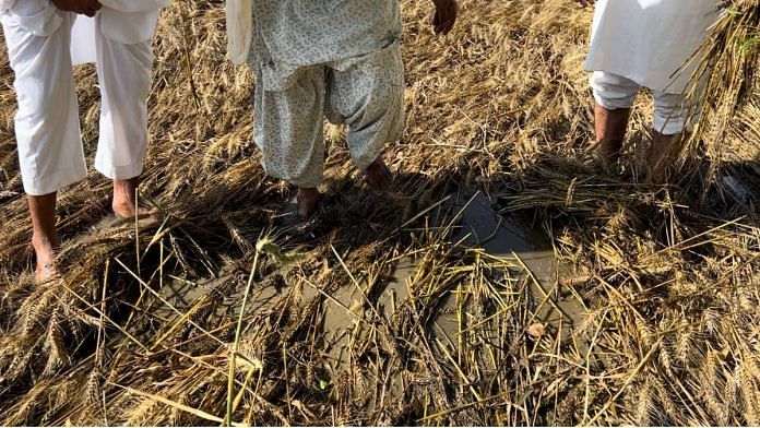 Bhalaiana Villagers stand in their muddy fields where nearly all the crop has been destroyed | Photo: Nikhil Rampal | ThePrint