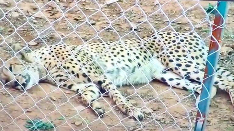 2nd cheetah dies in MP’s Kuno National Park — Uday was ‘low on energy, lying down’ before sudden death