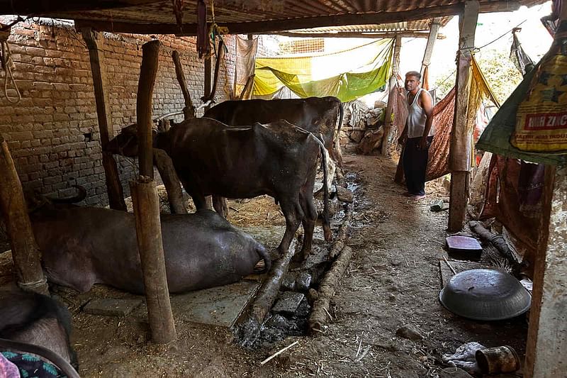 Manish thakur cattle