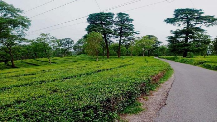 Kangra tea plantation in Palampur