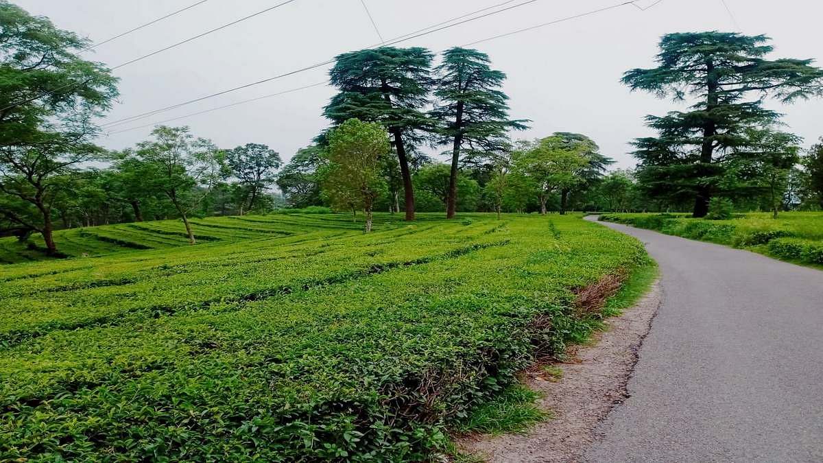 Can Kangra Tea Reclaim Former Glory With Coveted EU PGI Tag? Industry ...