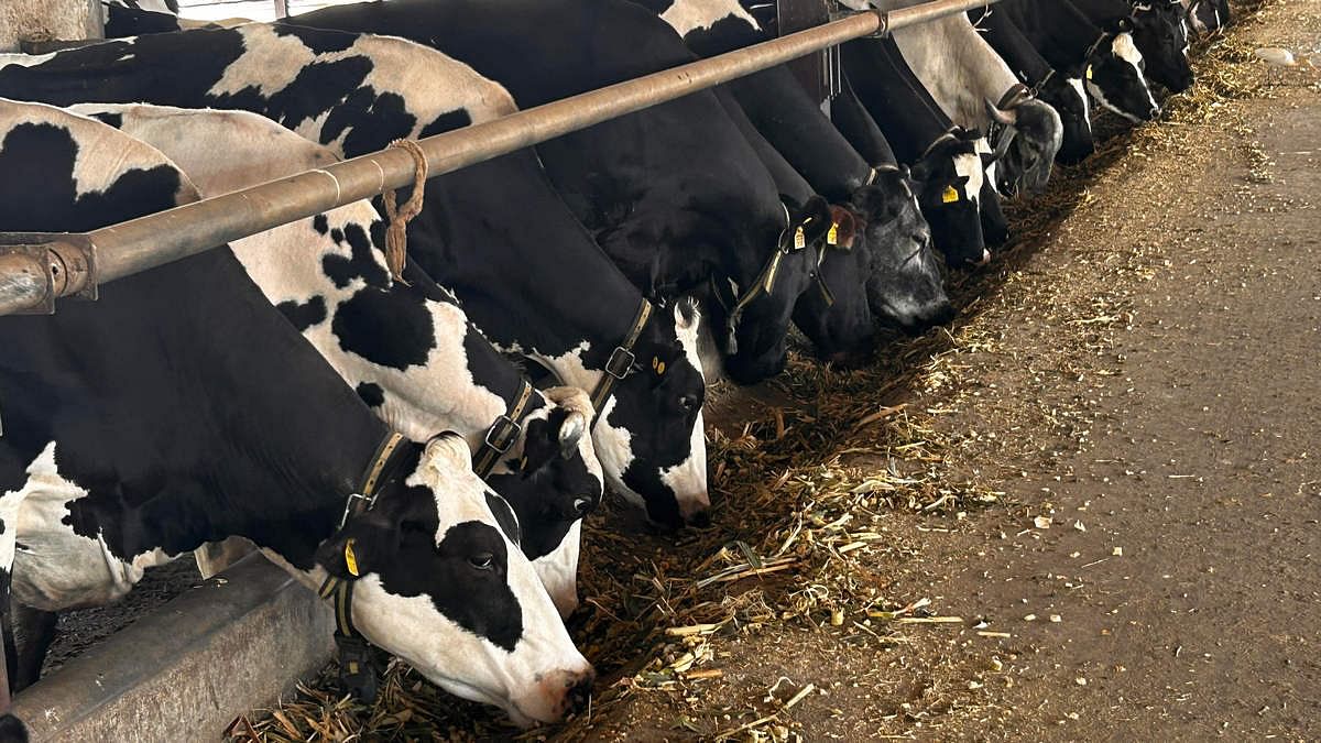 gopalpura dairy farm