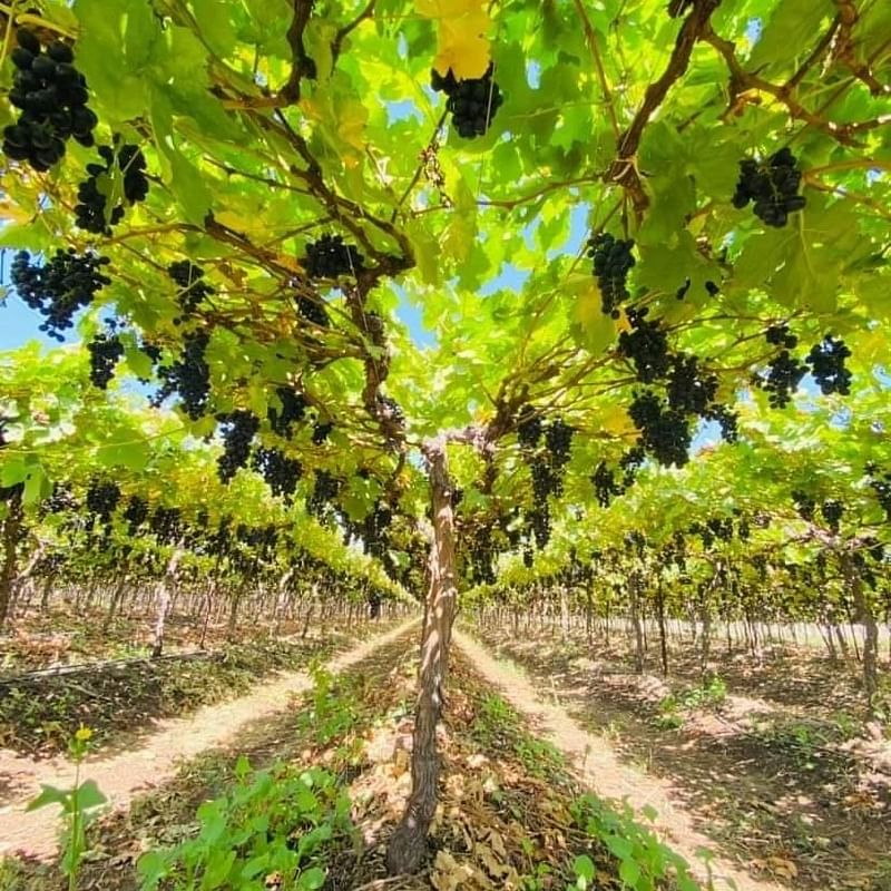 Sahyadri Farms vineyard | special arrangement 