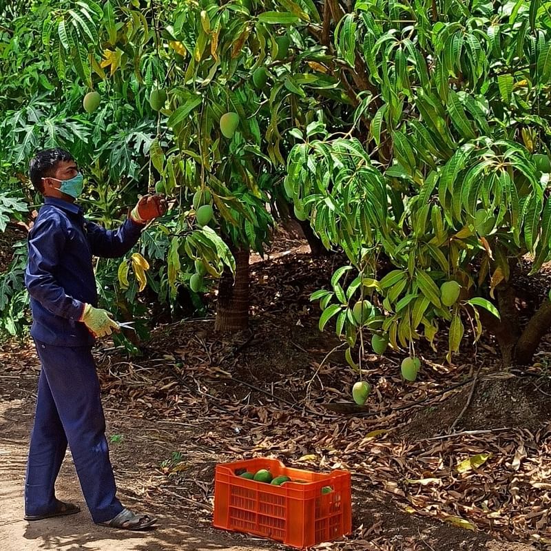 Mangoes harvested at a Sahyadri member’s farm | special arrangement