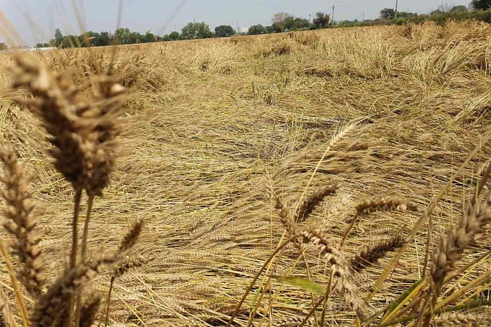 A field with damaged wheat crop along the Gurugram–Badli road | Sushil Manav | ThePrint