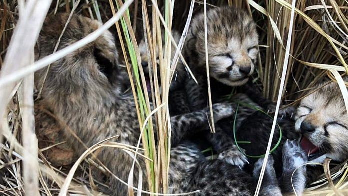 A Cheetah named Jwala, who translocated to India from Namibia, gave birth to four cubs on 29 March | ANI