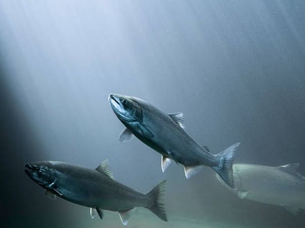 Study: Climate change has unpredictable effect on timing of juvenile salmon migration