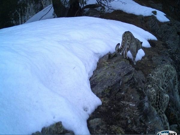 J-K: Camera trap confirms presence of snow leopard at Kishtwar National Park