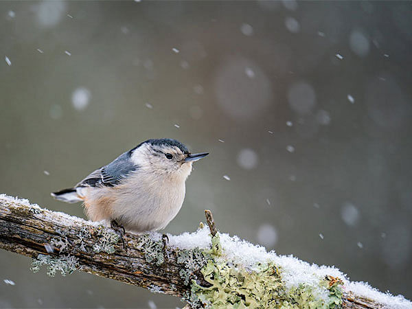 Study finds climate change likely to expose species across globe to dangerous temperatures