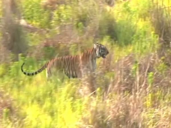 Release of tigress in Rajaji Park a milestone to bring balance in ecology, economy: U'khand CM Dhami