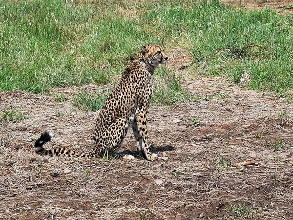 MP: Another 2 cheetah cubs born in Kuno National Park die from 