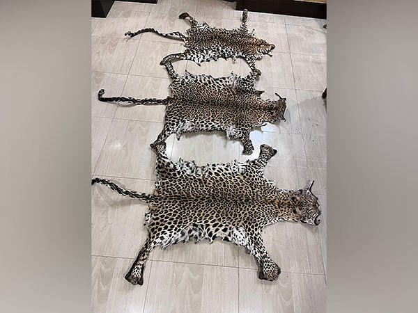 Odisha: STF seizes 3 leopard skins in Rayagada, 1 held