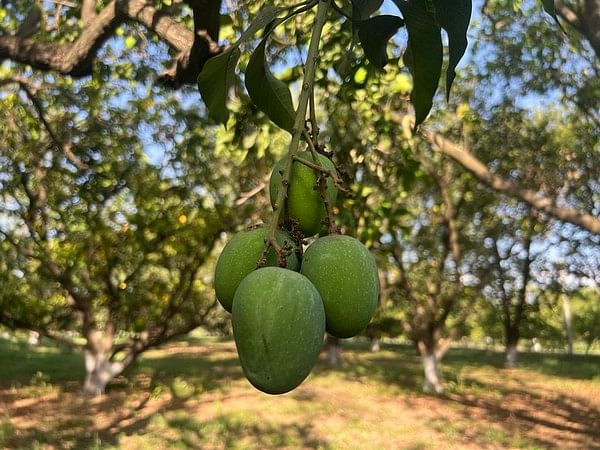 MP: Bhopali 'Dahiyar' mango has huge demand abroad, says Fruit Research Centre scientist