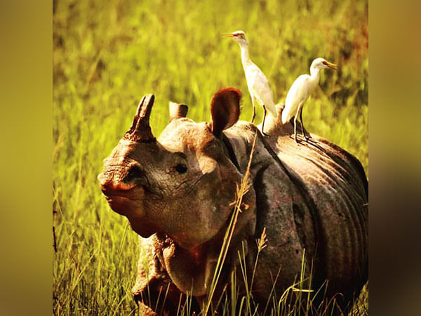 One-Horned Rhino enters village in Assam's Jorhat, creates panic