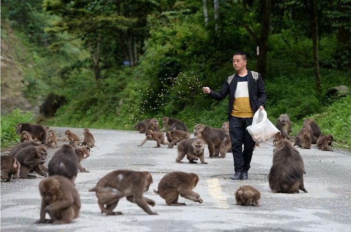 A man feeds monkeys at Longchi scenic area, in Dujiangyan, Sichuan province