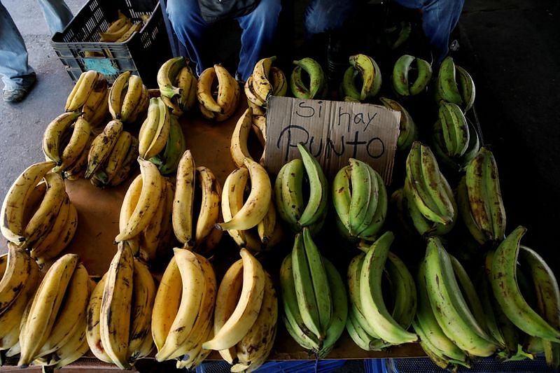 El hongo del banano podría empeorar la crisis del hambre en Venezuela: ThePrint – ReutersFeed