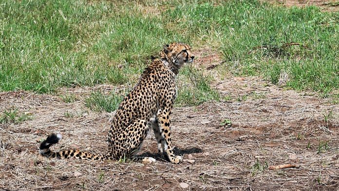 File photo of a cheetah at Kuno National Park | Photo: ANI Photo
