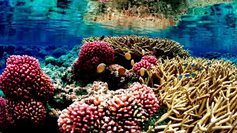 Coastal habitats absorb more greenhouse gases than they emit, finds Nature study