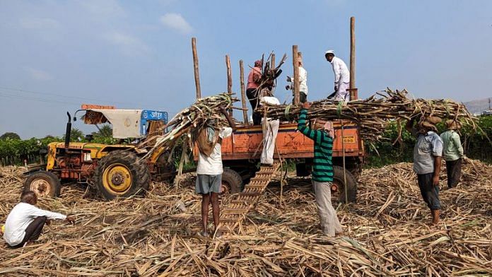 Sugar mill workers load harvested sugar cane in a tractor trolly in Maharashtra's Sangli | File Photo: Reuters