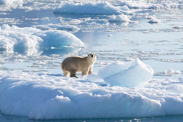 A southeast Greenland polar bear on glacier, or freshwater, ice | Thomas W. Johansen/NASA Oceans Melting Greenland/Handout via Reuters