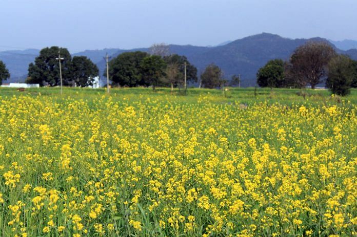 A mustard farm in Himachal Pradesh | Commons