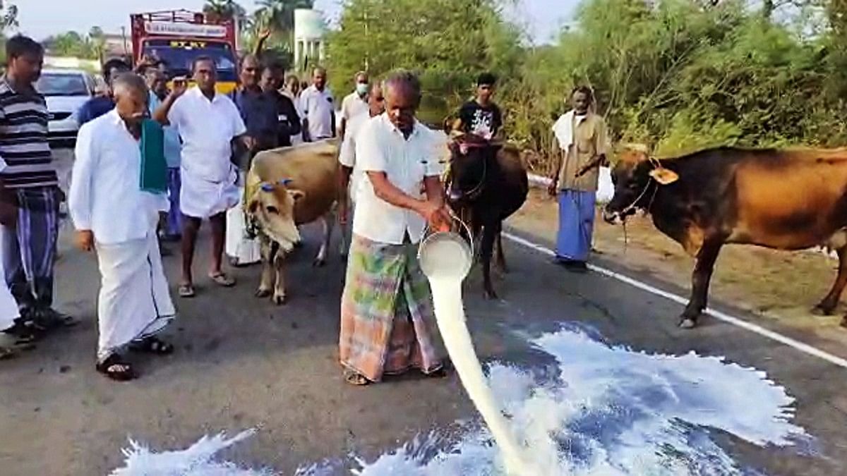 Dairy farmers in Erode wasting their milk to demand hike in procurement prices on 17 March, 2023 | ANI