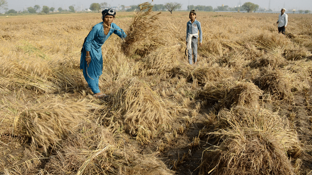 File photo of farmers inspecting crops damaged by heavy rain and strong wind | ANI