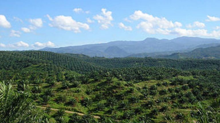 The world is growing enough crops. But they’re being used for fuel, not food