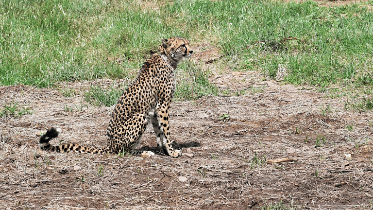 Project Cheetah: Five more to be released into the wild at Kuno National Park before monsoon