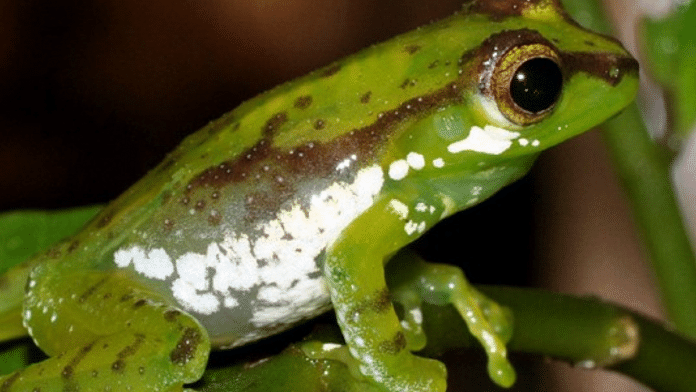 Patkai green tree frog | Credit: Vertebrate Zoology