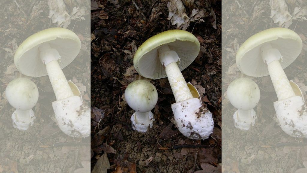 Scientists May Have Found Antidote For Worlds Deadliest Death Cap Mushrooms — A Medical Dye 9345