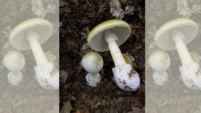 Amanita phalloides, commonly known as death cap | Commons