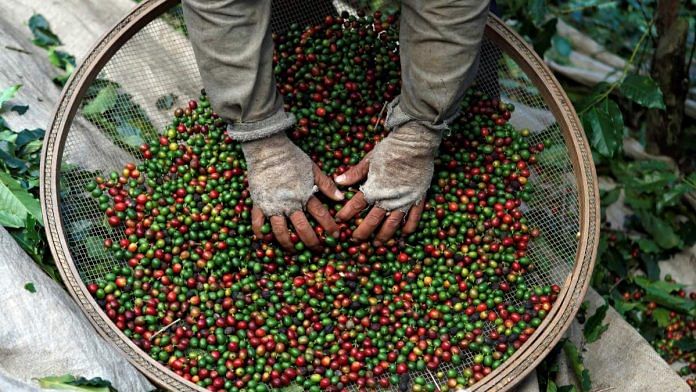 A worker selects coffee beans from coffee plants during a harvest at a farm in Espirito Santo do Pinhal | Reuters/Nacho Doce